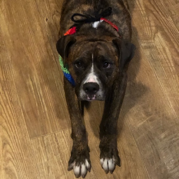 Crocheted Rainbow Bandana For Pets - Picture 4 of 5